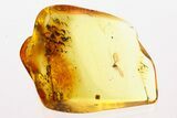 Fossil Scale Insect (Coccoidea) w/ Spread Wings in Baltic Amber #275479-1